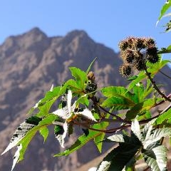 Cape Verde - Fogo volcano — PAS-0168