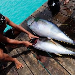 Cape Verde - dzīve pie okeāna — PAS-0206