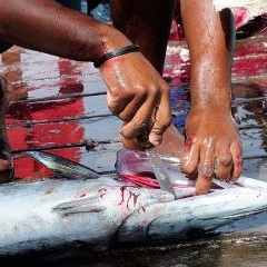 Cape Verde - dzīve pie okeāna — PAS-0201