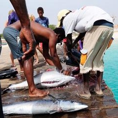 Cape Verde - life by the ocean — PAS-0228