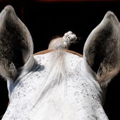 FEI World Cup — SPO-0203