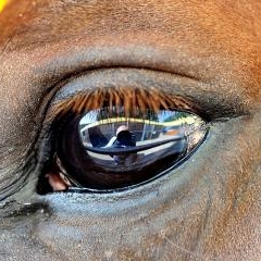 FEI World Cup — SPO-0194