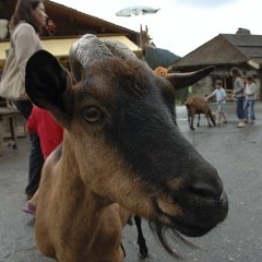 Francija - Morzine — CEL-0134