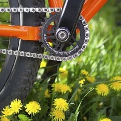 Gusta velo