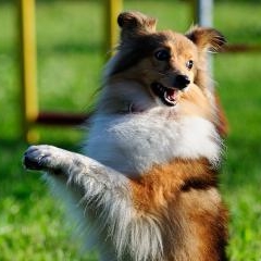 Lidojošie suņi — DZI-0023