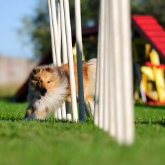 Flying dogs — DZI-0034