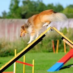 Flying dogs — DZI-0035