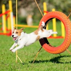 Flying dogs — DZI-0030